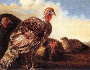 CUYP, Aelbert Domestic Fowl oil painting on canvas